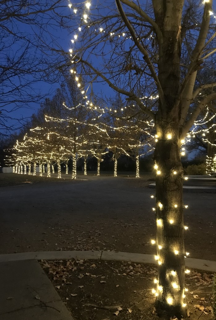 Wrap Trees With Mini Lights For, Lights To Wrap Around Trees