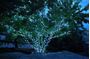 Picture of 35 Light Traditional T5 Pure White LED Mini Lights Green Wire